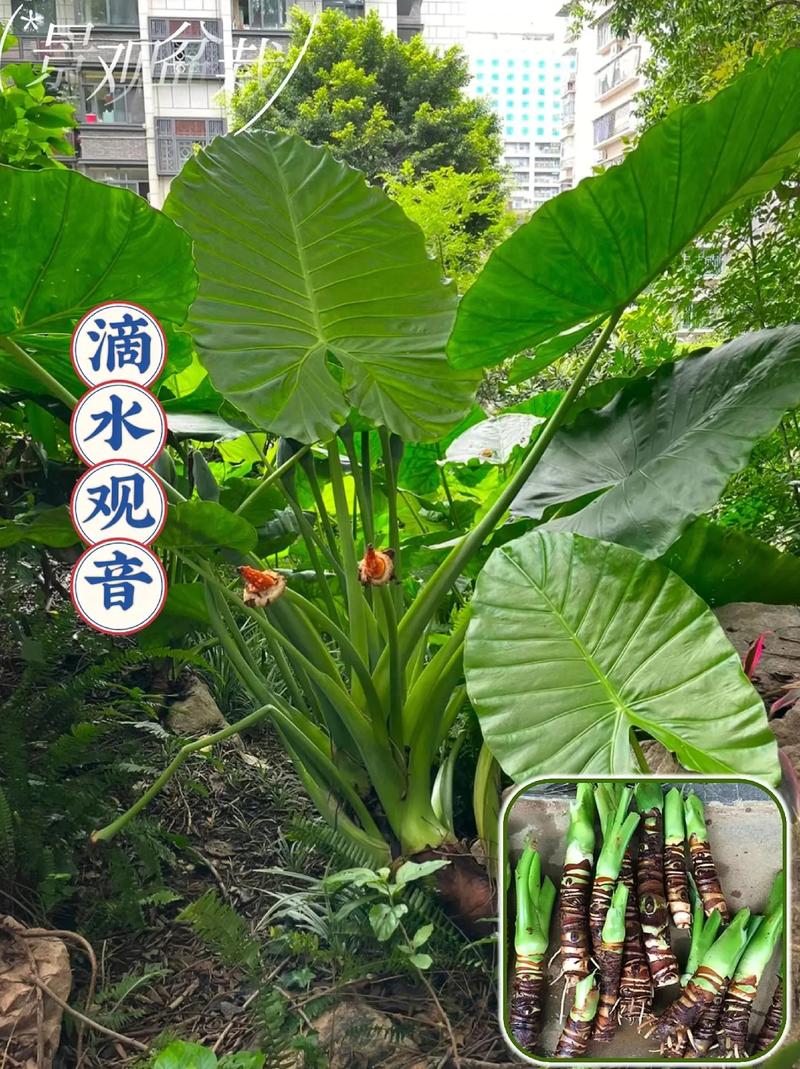 滴水观音有哪些品种?-图1 滴水观音有哪些品种?-图1