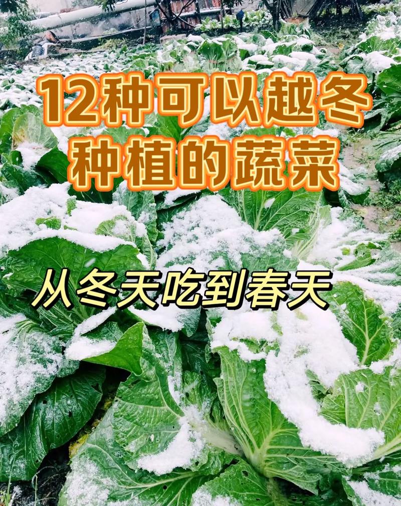适合冬天种植的蔬菜品种-图2 适合冬天种植的蔬菜品种-图2