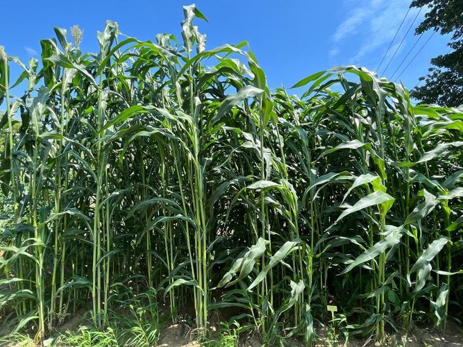 农村早种什么品种最值钱?-图3 农村早种什么品种最值钱?-图3