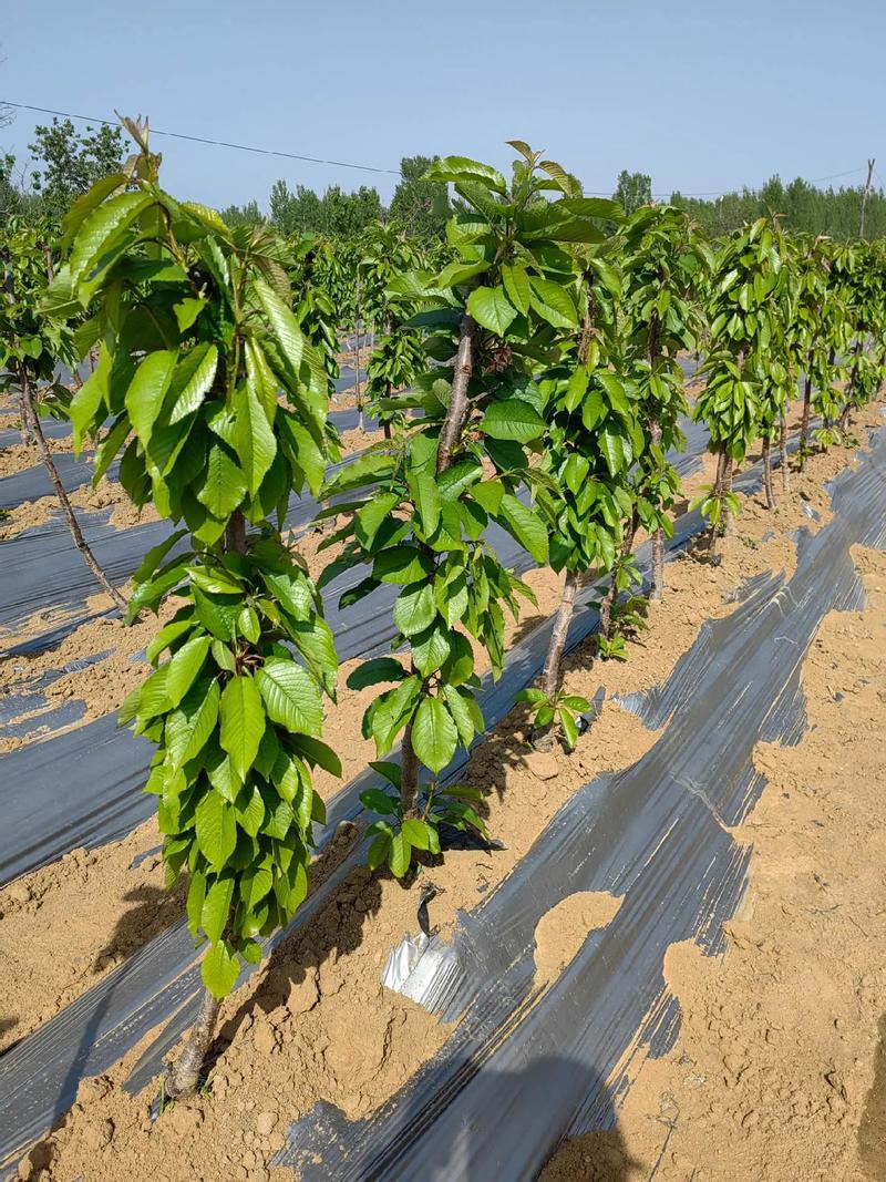 农村早种什么品种最值钱?-图2 农村早种什么品种最值钱?-图2