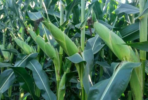 农村早种什么品种最值钱?-图1 农村早种什么品种最值钱?-图1