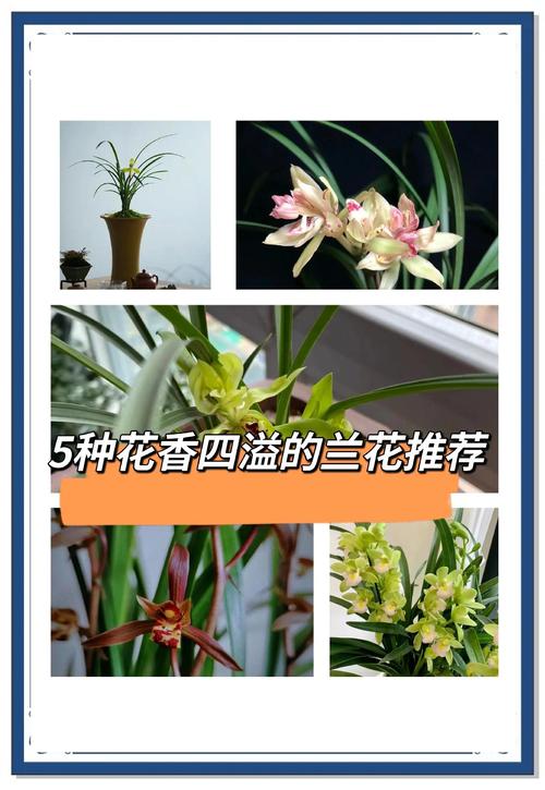 选兰花品种,看啥啥啥?-图1 选兰花品种,看啥啥啥?-图1