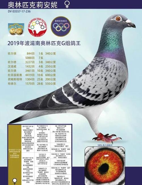 2025年肉鸽种鸽价格-图1 2025年肉鸽种鸽价格-图1