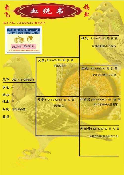 2025年肉鸽种鸽价格-图3