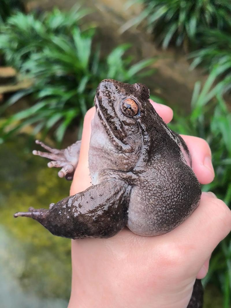 青蛙养殖技术青蛙养的好-图3 青蛙养殖技术青蛙养的好-图3