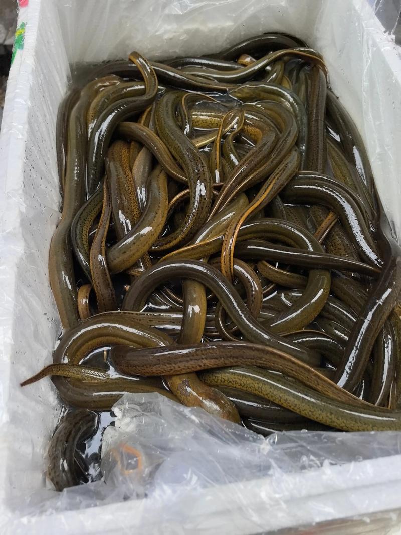乐山黄鳝价格2025价-图3