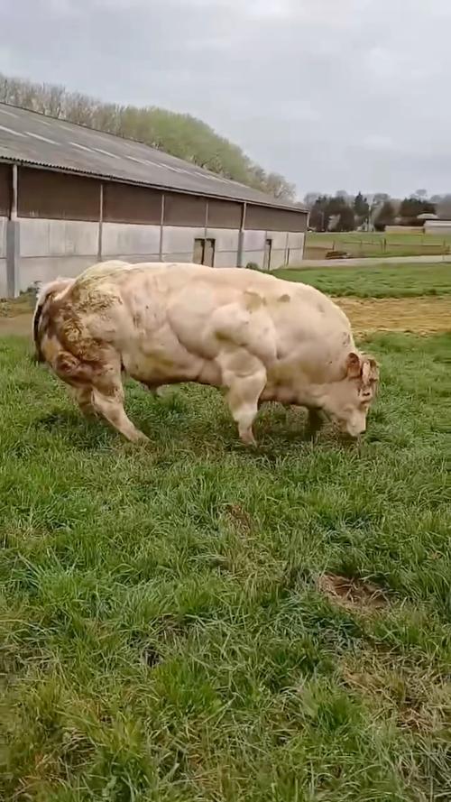 引进国外大型肉牛品种,该如何选育?-图2 引进国外大型肉牛品种,该如何选育?-图2