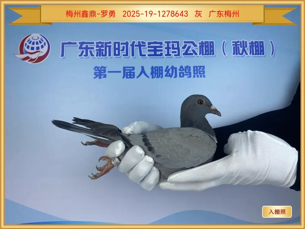 2025年肉鸽种鸽价格会涨还是跌？-图3