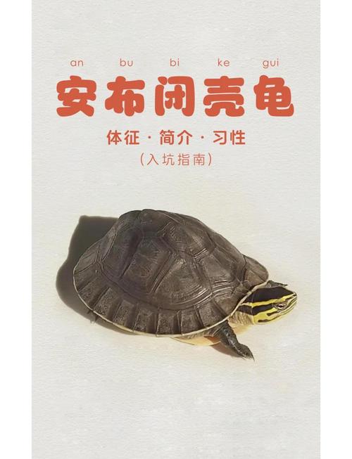 2025年安南龟苗价格会涨还是跌?-图2 2025年安南龟苗价格会涨还是跌?-图2