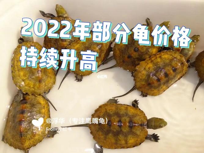 2025年安南龟苗价格会涨还是跌?-图3 2025年安南龟苗价格会涨还是跌?-图3