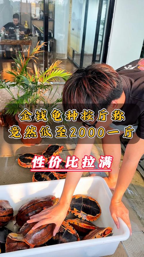 2025石金钱种龟价格-图3 2025石金钱种龟价格-图3