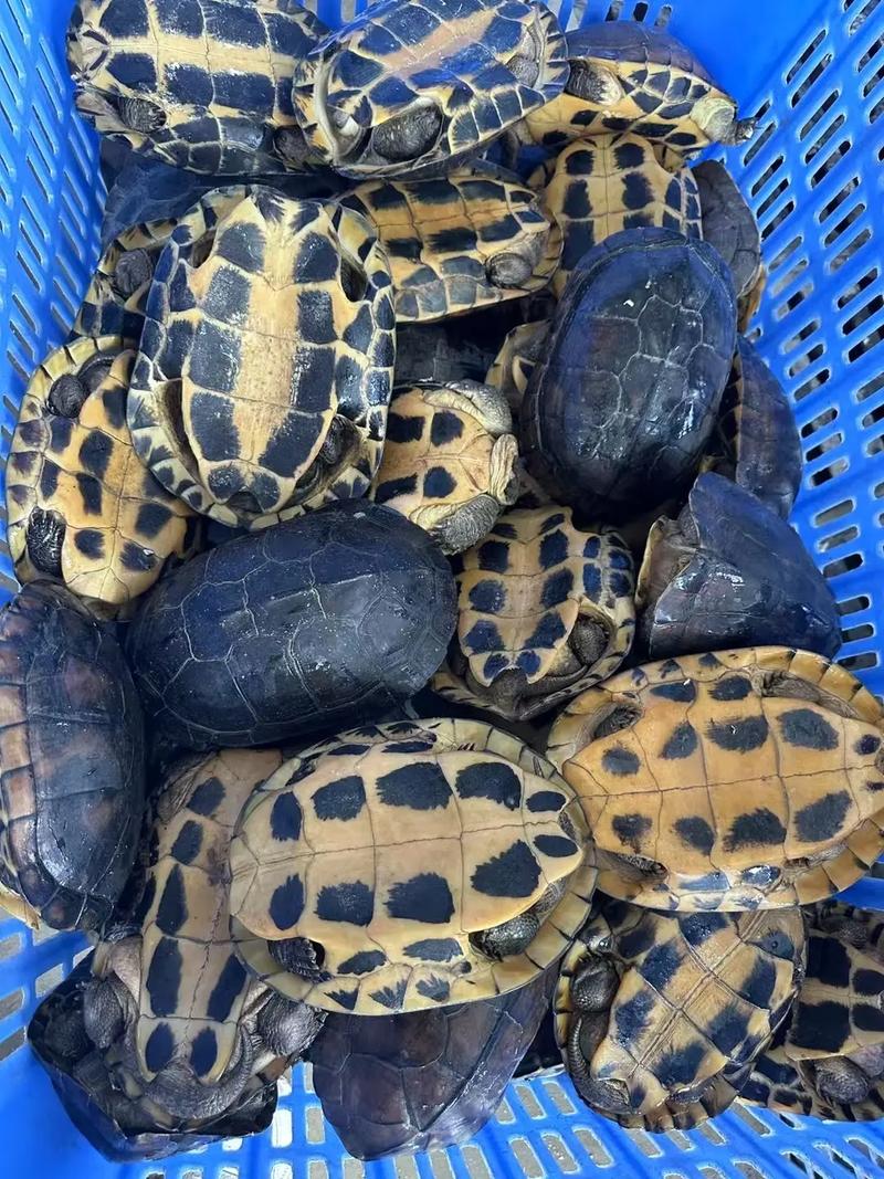 2025石金钱种龟价格-图1 2025石金钱种龟价格-图1