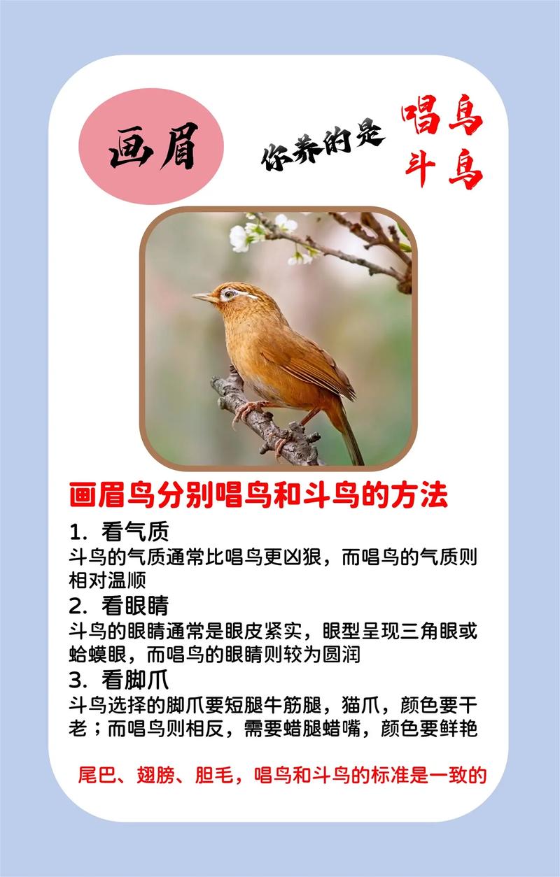 画眉鸟饲养技巧有哪些关键要点?-图1 画眉鸟饲养技巧有哪些关键要点?-图1