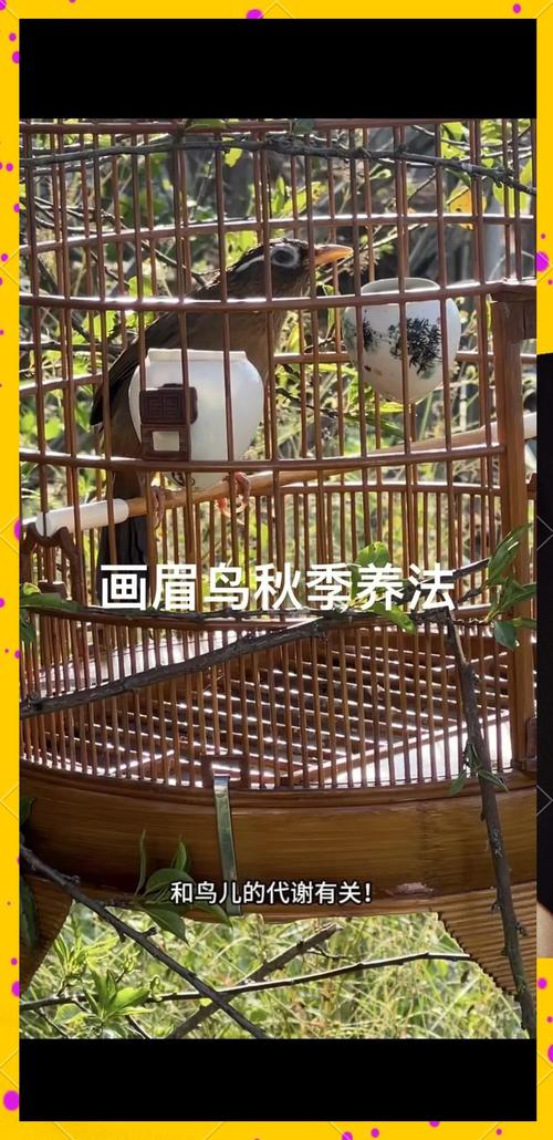 画眉鸟饲养技巧有哪些关键要点？-图3