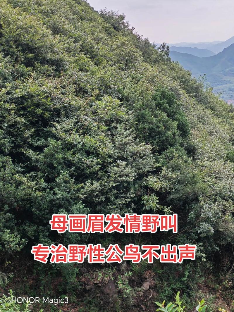 画眉鸟饲养技巧有哪些关键要点?-图2 画眉鸟饲养技巧有哪些关键要点?-图2