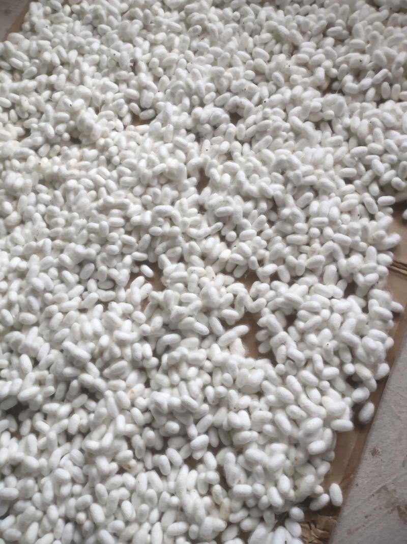 2025蚕茧曲靖价格会是多少?-图1 2025蚕茧曲靖价格会是多少?-图1