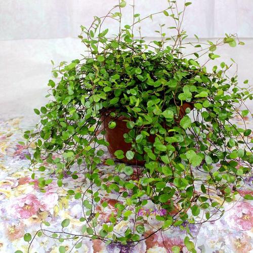 婚纱吊兰有哪些常见品种?-图3 婚纱吊兰有哪些常见品种?-图3