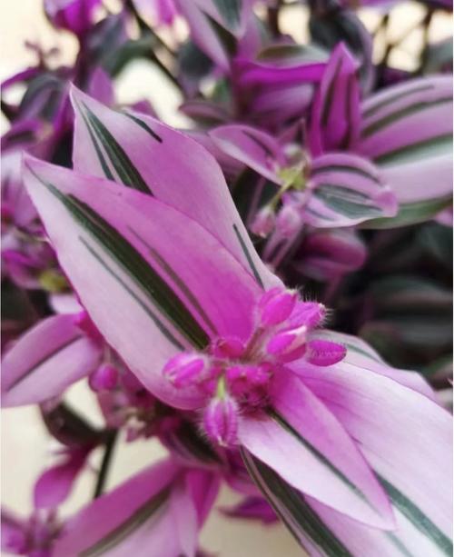 婚纱吊兰有哪些常见品种?-图2 婚纱吊兰有哪些常见品种?-图2