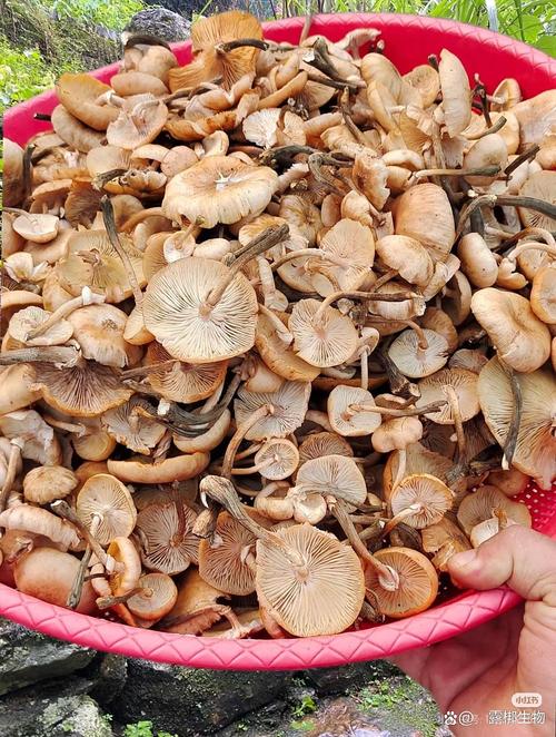 茶树菇种植技术视频播放-图1 茶树菇种植技术视频播放-图1