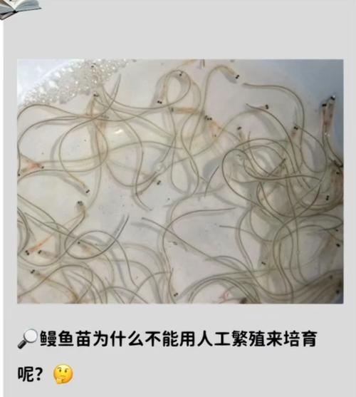 上海2025年鳗鱼苗价格会涨还是跌？-图3