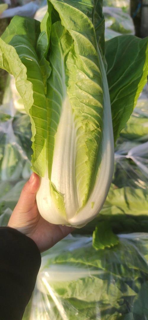 春季大棚种什么白菜品种-图3