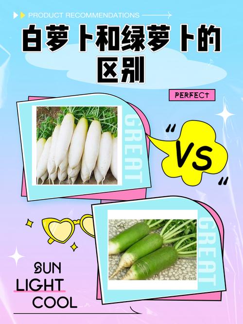 白萝卜品种怎么选？-图2