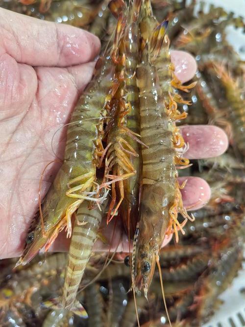 2025青岛竹节虾价格会涨还是跌？-图2