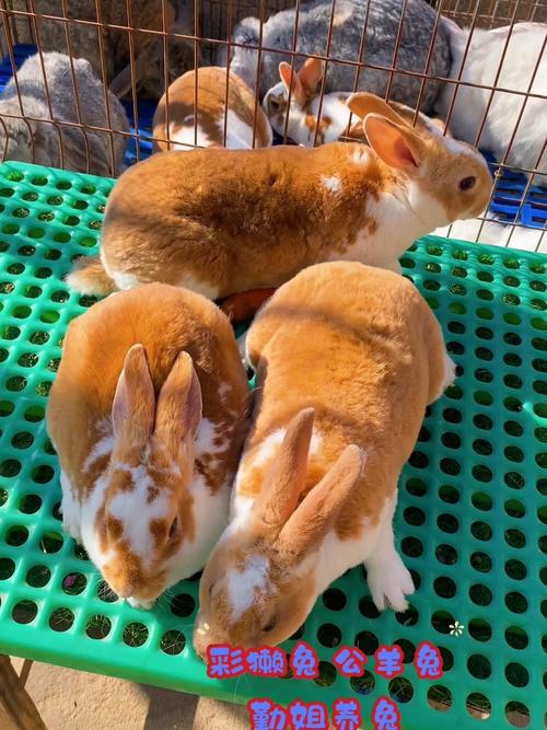 2025年獭兔价格会涨还是跌?-图1 2025年獭兔价格会涨还是跌?-图1