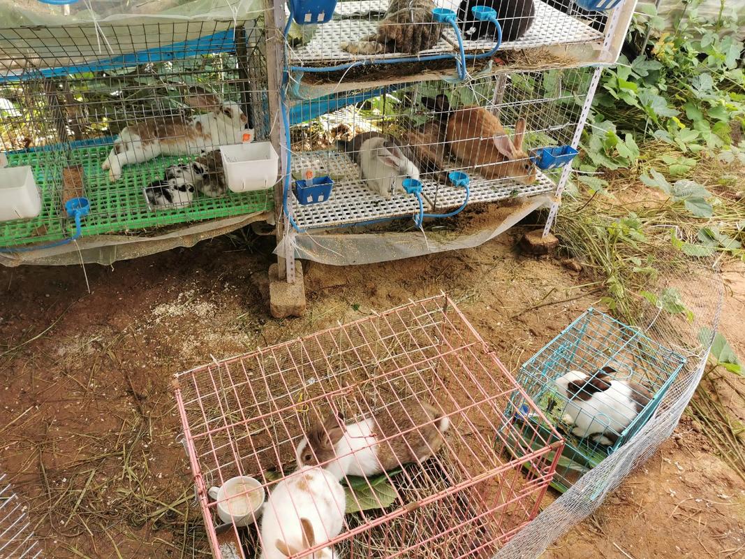 2025年獭兔价格会涨还是跌?-图2 2025年獭兔价格会涨还是跌?-图2