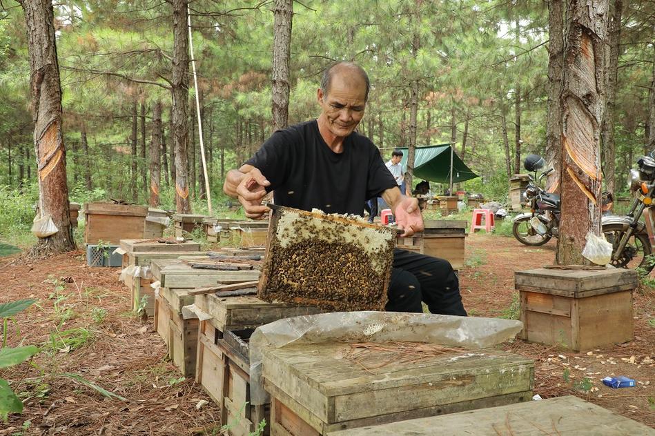 养蜂最新技术视频有哪些实用干货？-图2