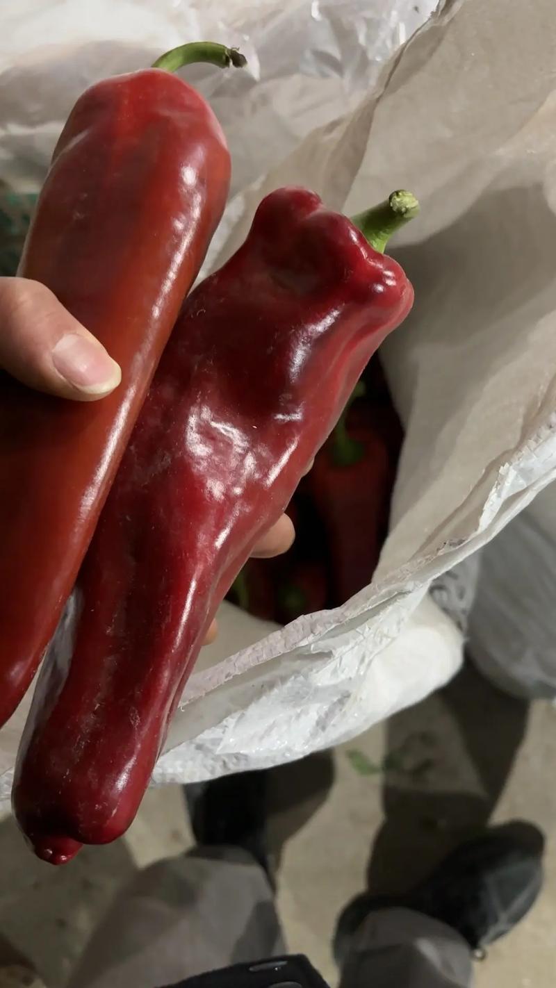 2025年红椒价格会涨还是跌?-图1 2025年红椒价格会涨还是跌?-图1