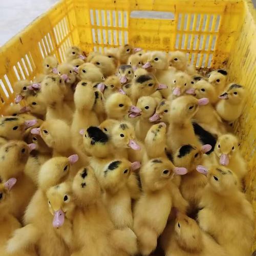 南方多雨适合养什么鸭苗?-图1 南方多雨适合养什么鸭苗?-图1