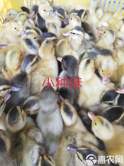 南方多雨适合养什么鸭苗？-图2