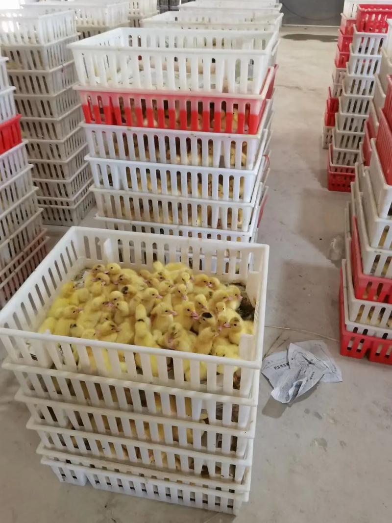 南方多雨适合养什么鸭苗?-图3 南方多雨适合养什么鸭苗?-图3