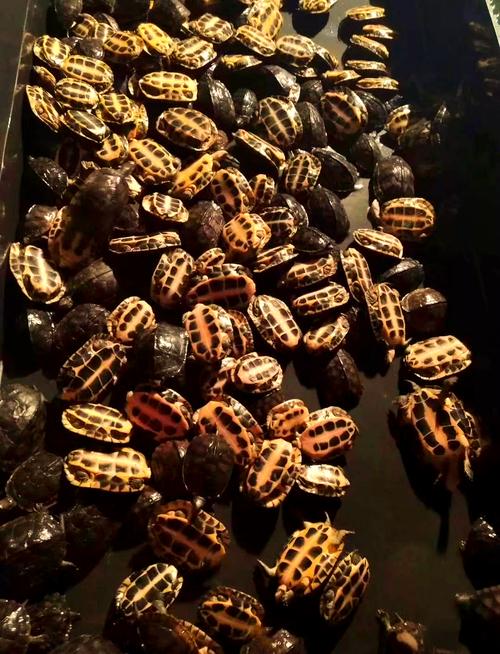 2025石龟苗价格会涨还是跌?-图1 2025石龟苗价格会涨还是跌?-图1