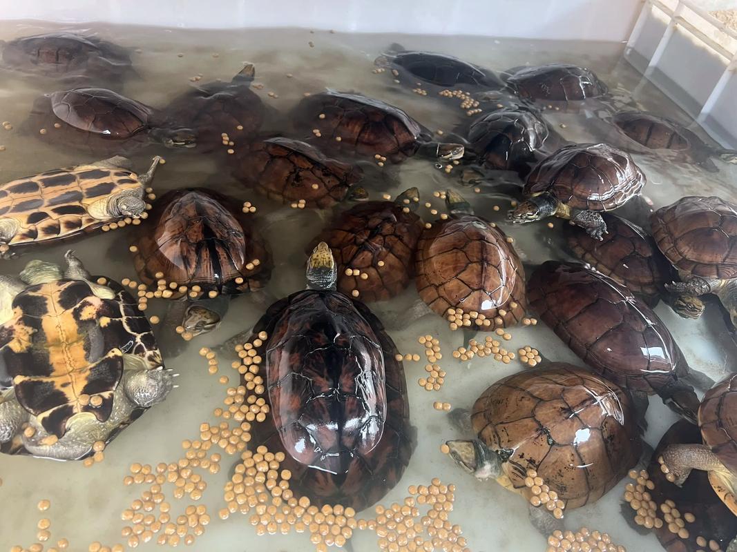 2025石龟苗价格会涨还是跌?-图3 2025石龟苗价格会涨还是跌?-图3