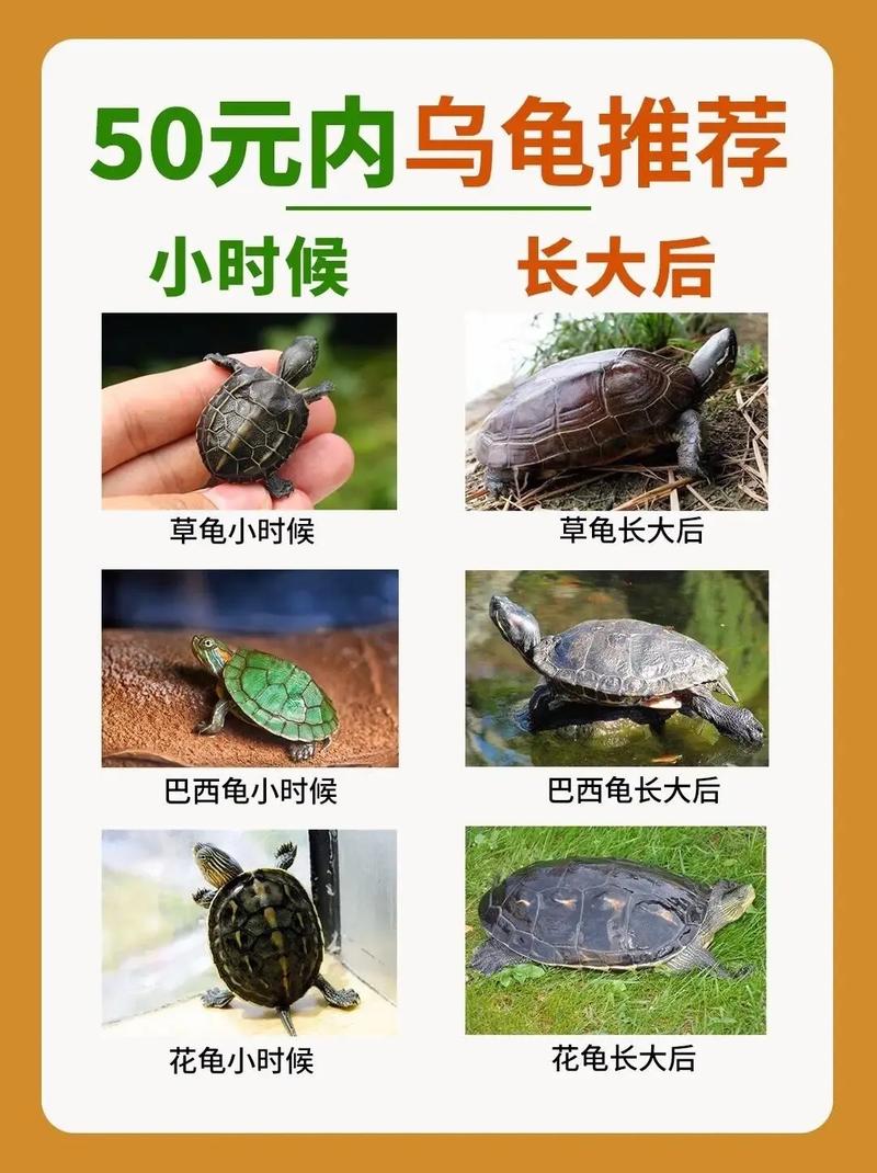 2025石龟苗价格会涨还是跌？-图2