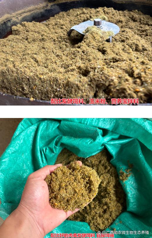桂杆发酵饲料如何高效转化营养?-图1 桂杆发酵饲料如何高效转化营养?-图1