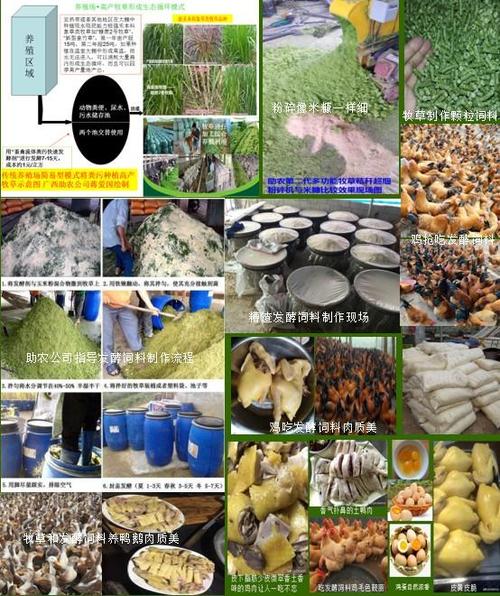 桂杆发酵饲料如何高效转化营养？-图2