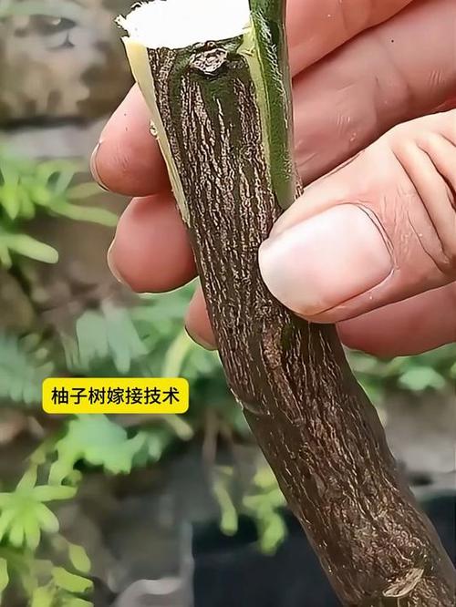 柚子树嫁接技术和时间-图2