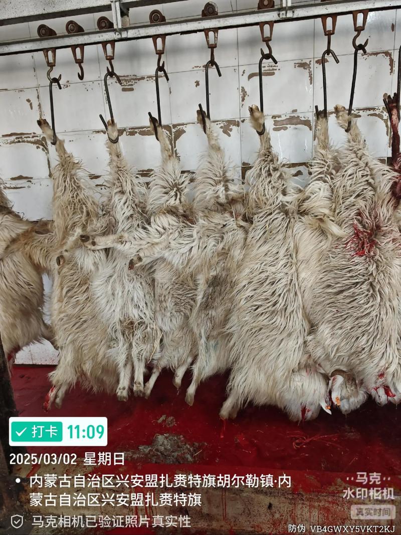 2025绒山羊价格会涨还是跌?-图2 2025绒山羊价格会涨还是跌?-图2