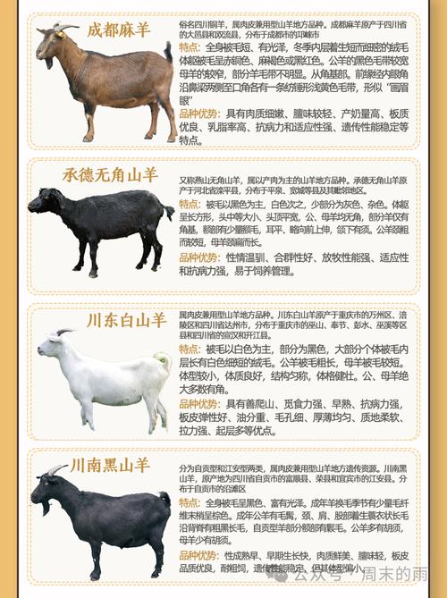 山羊品种哪个最好？-图2