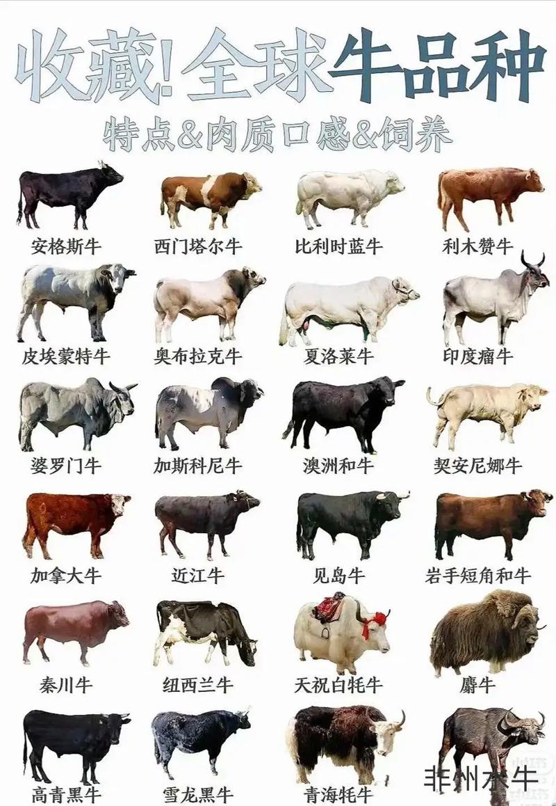 农天地引进的优良肉牛品种有何优势?-图1 农天地引进的优良肉牛品种有何优势?-图1