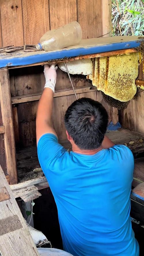 土蜜蜂分家技术视频,关键步骤有哪些?-图3 土蜜蜂分家技术视频,关键步骤有哪些?-图3