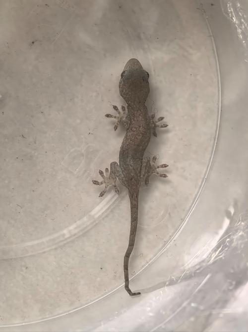 壁虎品种有多少?附图片大全?-图3 壁虎品种有多少?附图片大全?-图3