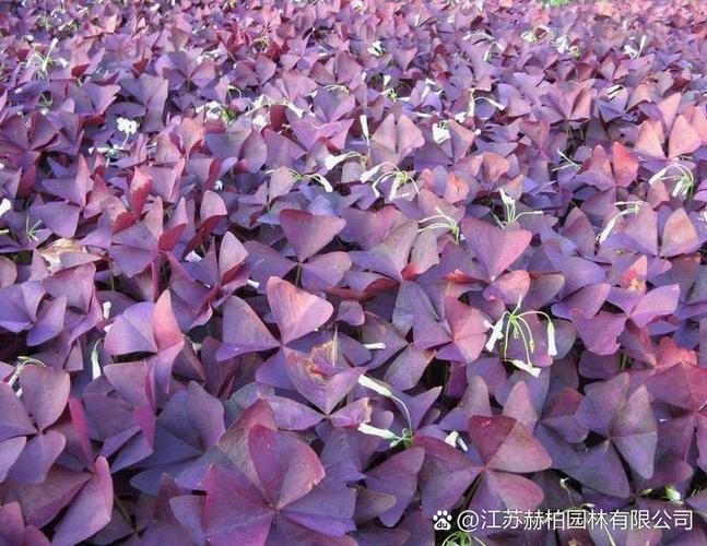 紫色叶子植物有哪些常见品种？-图3