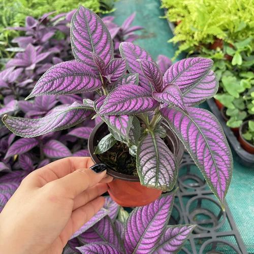 紫色叶子植物有哪些常见品种?-图1 紫色叶子植物有哪些常见品种?-图1