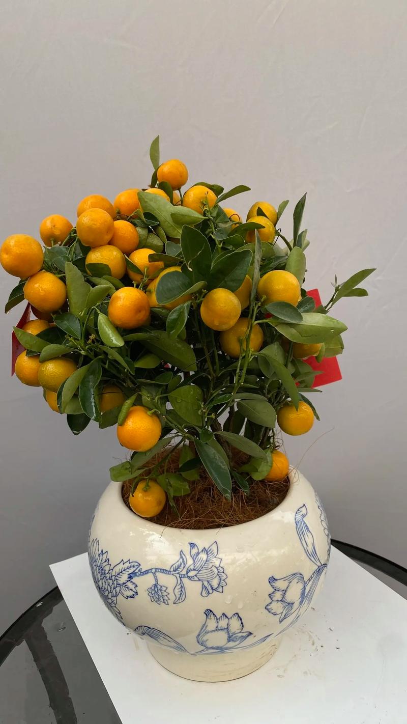 哪种金桔盆栽品种最好?-图3 哪种金桔盆栽品种最好?-图3