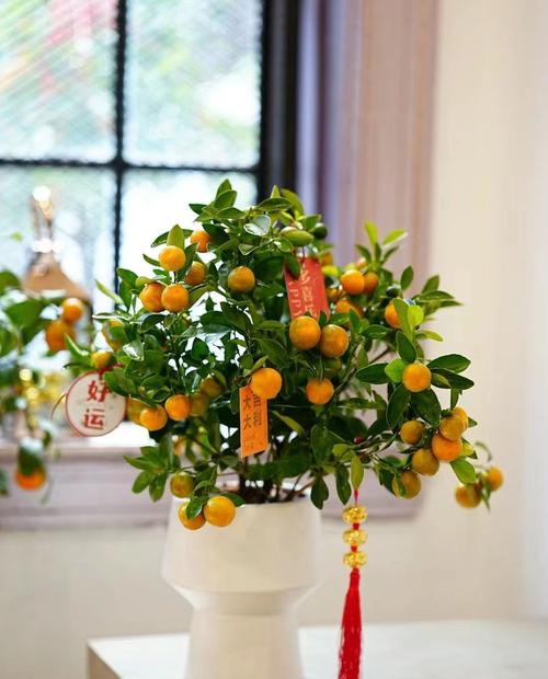 哪种金桔盆栽品种最好?-图2 哪种金桔盆栽品种最好?-图2