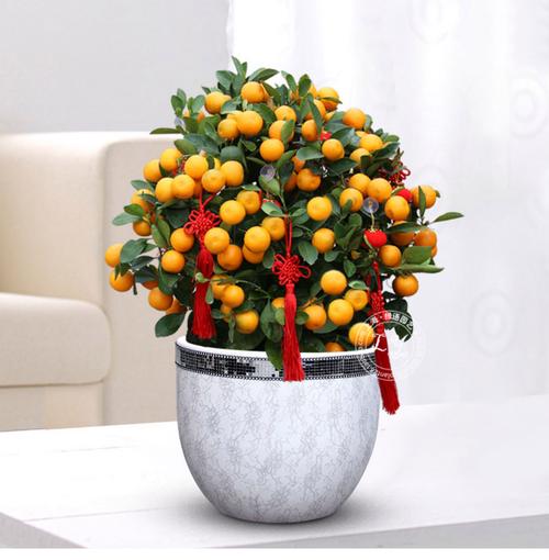 哪种金桔盆栽品种最好?-图1 哪种金桔盆栽品种最好?-图1